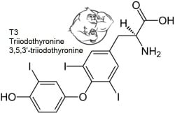 T3 Triiodothyronine