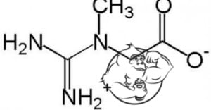 creatine chemical structure