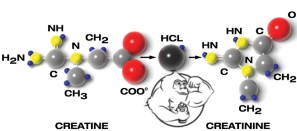 creatine to creatinine