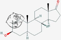 1-androsterone chemicalstructure