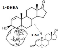 1dhea-chemical-structure
