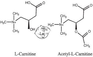 Acetyl L-carnitine vs Carnitine