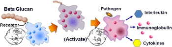 Beta Glucan immune system