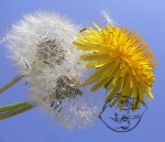 Dandelion flower