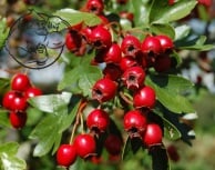 Hawthorn berry