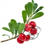 Uva Ursi Leaf extract chemical structure