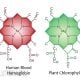 ban-chlorophyll