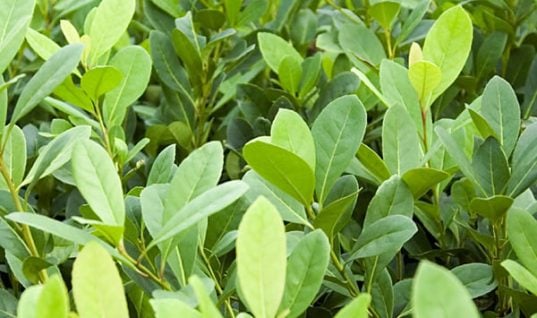ban-yerba-mate-leaf