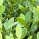 ban-yerba-mate-leaf