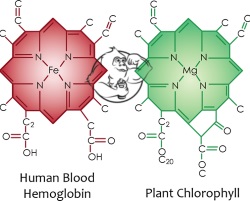 haemoglobin vs chlorophyll