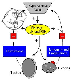 www.evolutionary.org