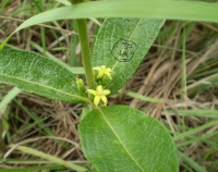 fadogia plant