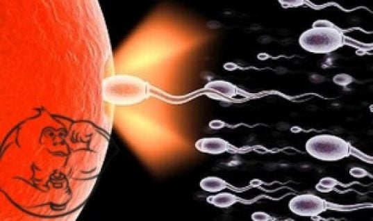 sperm