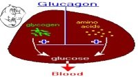 Glucagon