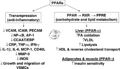 PPAR-explanation.jpg