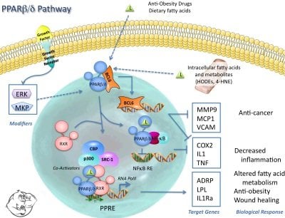 pparbeta-pathway.jpg