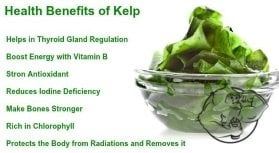Kelp