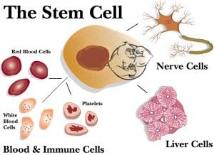 stem-cells