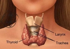 thyroid