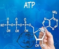 ATP molecule