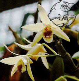 eria jarensis plant