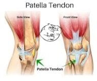 patellar tendon