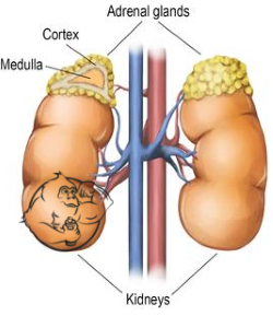 Adrenal gland