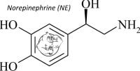 Norepinephrine (noradrenaline)