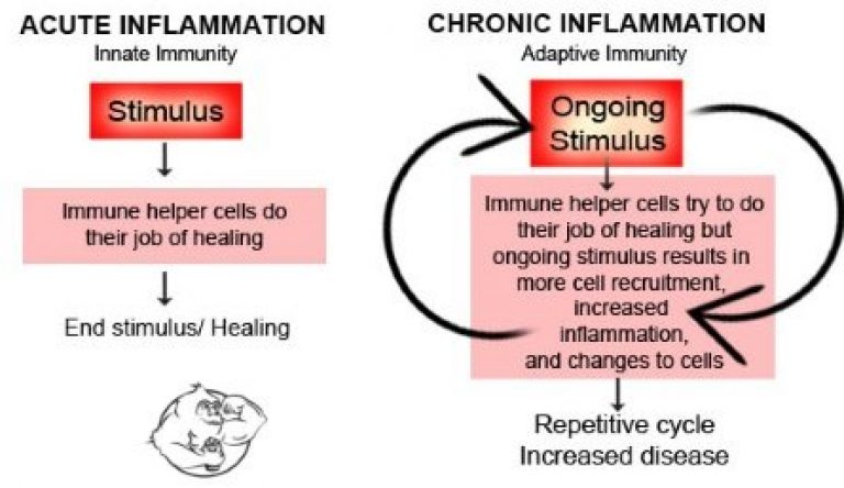 acute vs chronic inflammation