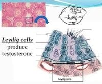 leydig cells