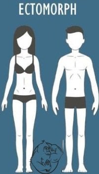 ectomorph