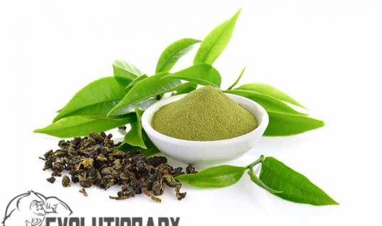 green-tea-extract