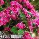 Crape Myrtle Tannins