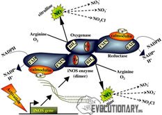 nitric oxide synthase