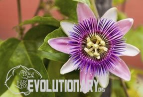 EVO-Chrysin reduces inflammation - reducing cancer