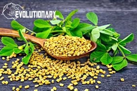 EVO-Fenugreek - Trigonella foenum-graecum