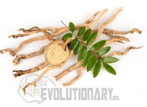 EVO - Longjack (Eurycoma longifolia)