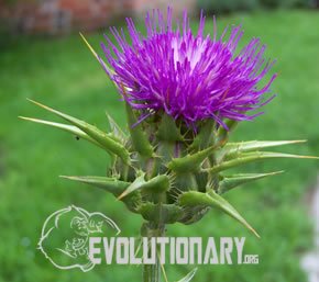 EVO-Milk Thistle