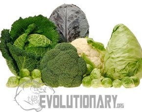 broccoli and other cruciferous vegetables
