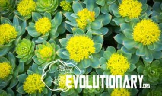 Rhodiola Rosea